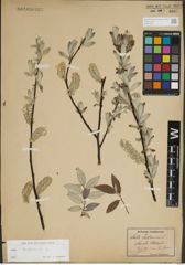 Foto von Salix lapponum L.